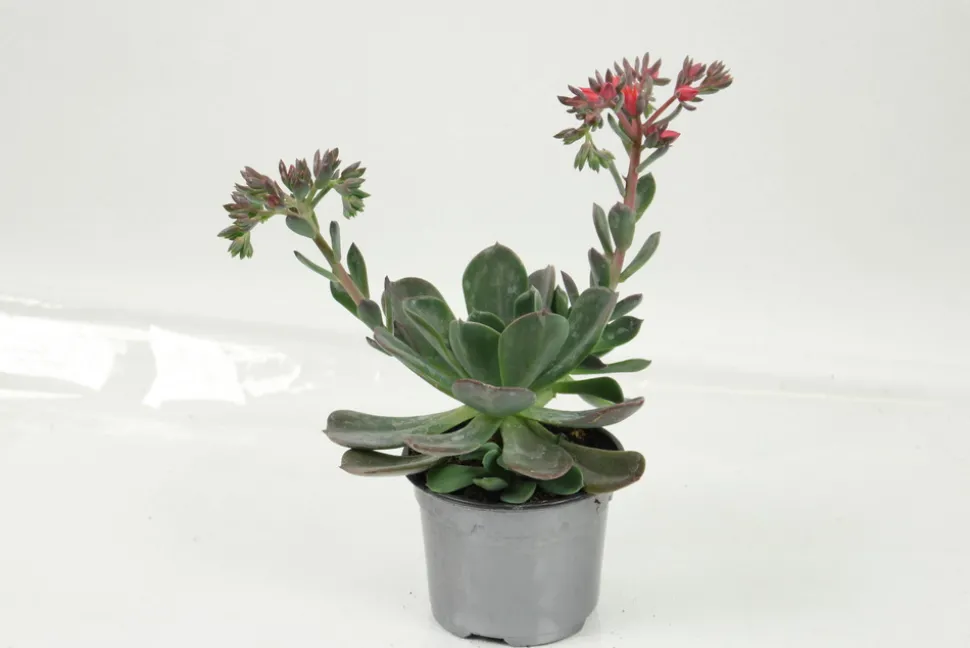 FLEURON D'ANJOU - Succulentes variees pot 10,5 cm