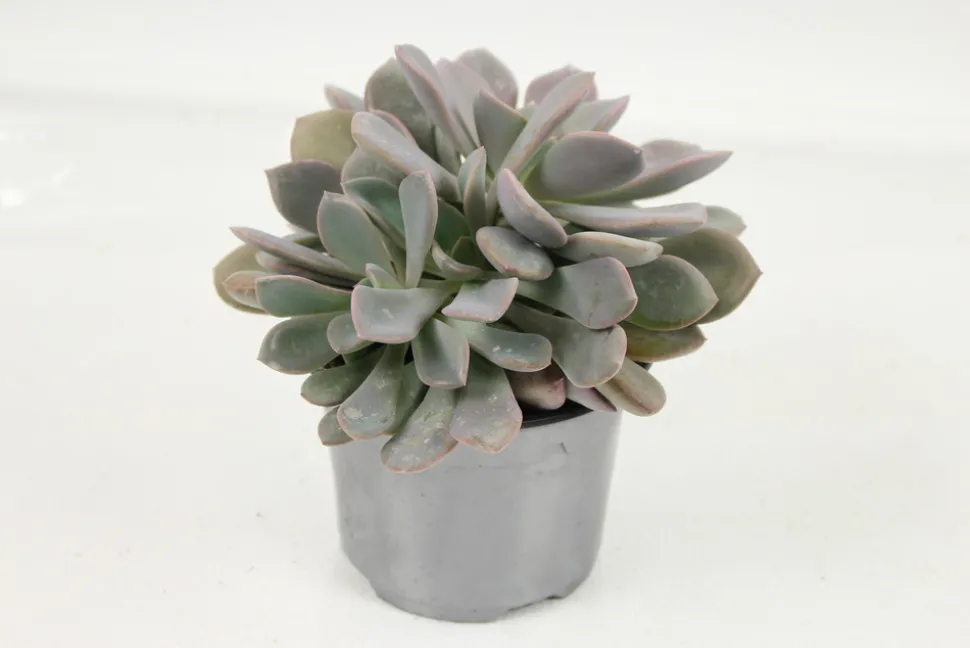 FLEURON D'ANJOU - Succulentes variees pot 10,5 cm