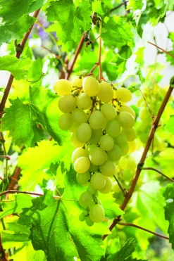 FLEURON D'ANJOU - Vigne italia pot 1,3 l