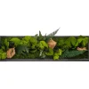 FLOWERBOX - Tableau végétal stabilisé canopé panoramic 70 x 20 cm