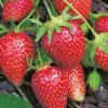 Fraisier rubis des jardins - 20 plants