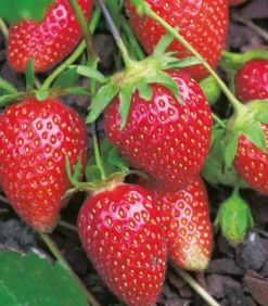 Fraisier rubis des jardins - 20 plants