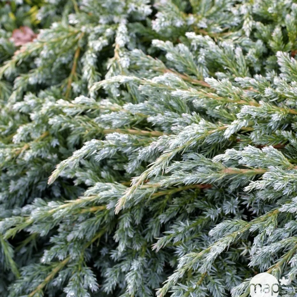 Genévrier écailleux (Juniperus squamata) 'Blue Carpet' 40/60 : pot 5L