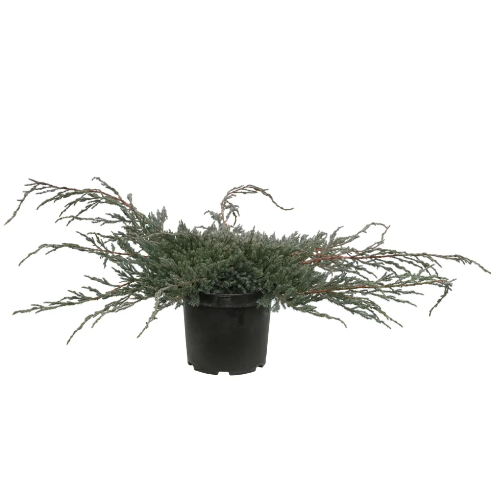 Genévrier écailleux (Juniperus squamata) 'Blue Carpet' 40/60 : pot 5L