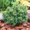 Genévrier commun (Juniperus communis) 'Compressa' 30/40 : pot 3L