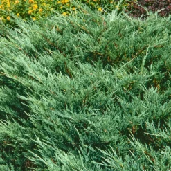 Genévrier (Juniperus conferta) 'Blue Pacific' 30/40 : pot 3L