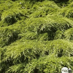 Genévrier 'Old Gold' (Juniperus media) 40/50 : pot 3L
