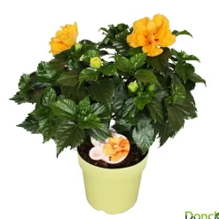 Hibiscus 'Sunny Fiori Grande mix': Pot Ø 17 cm - Coloris variables