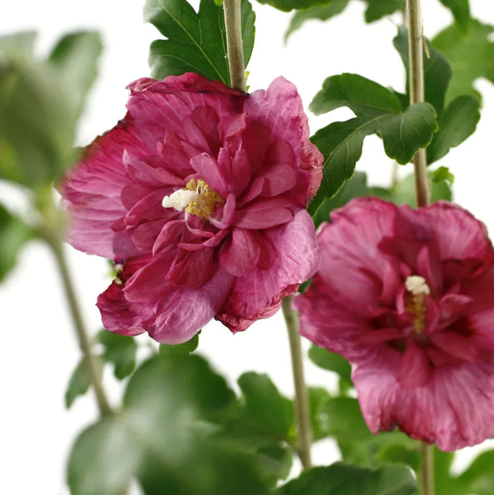 Hibiscus syriacus : ctr 4 litres