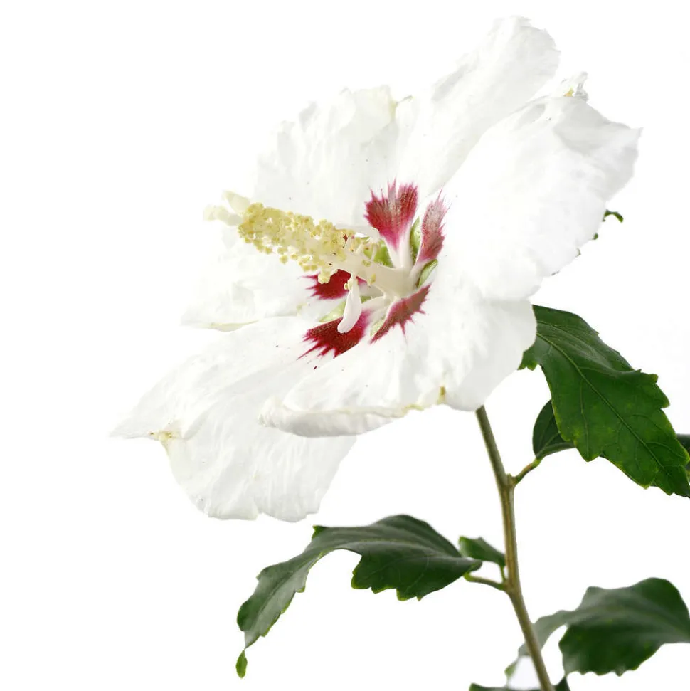 Hibiscus syriacus : ctr 4 litres