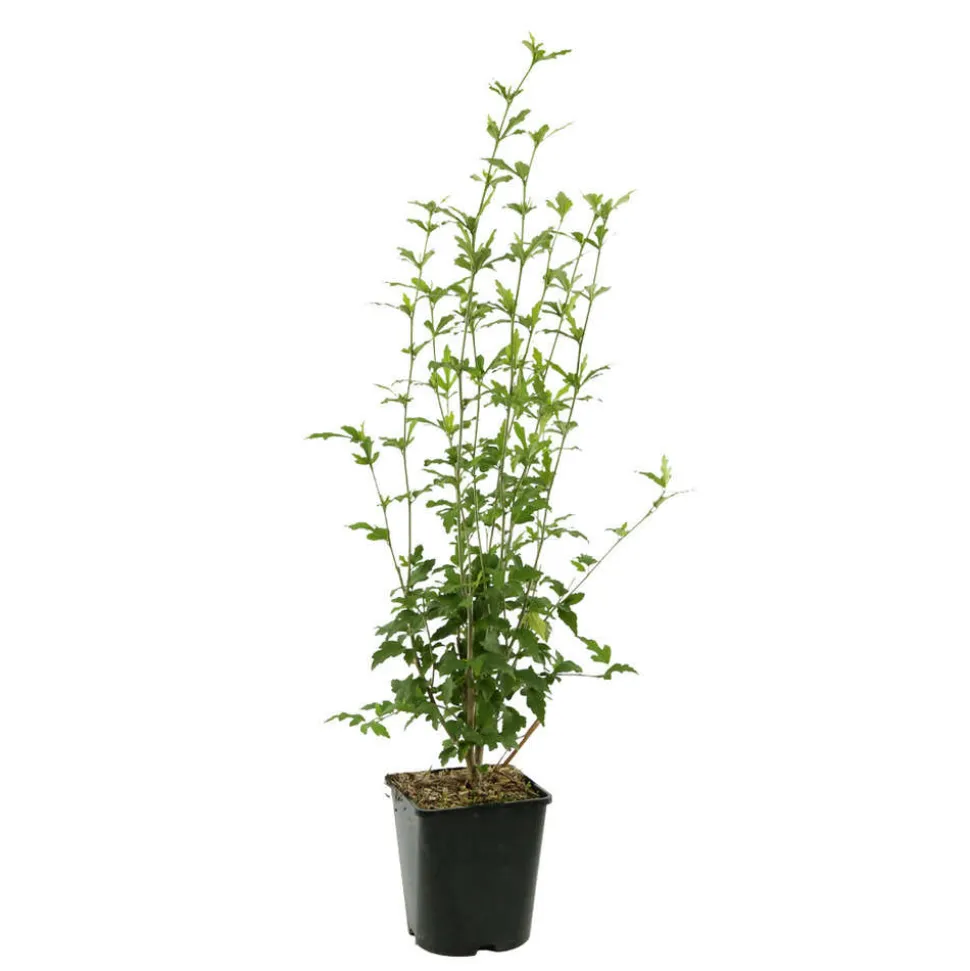 Hibiscus syriacus : ctr 4 litres