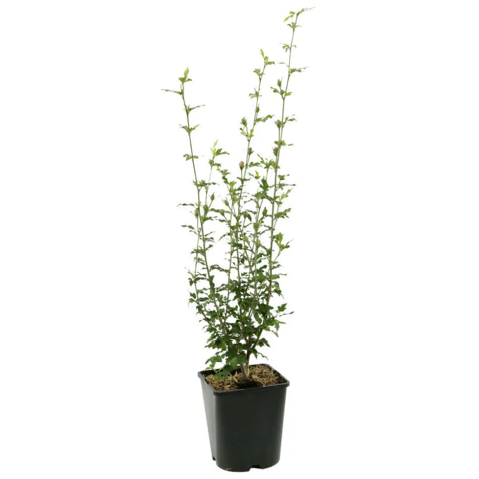 Hibiscus syriacus : ctr 4 litres