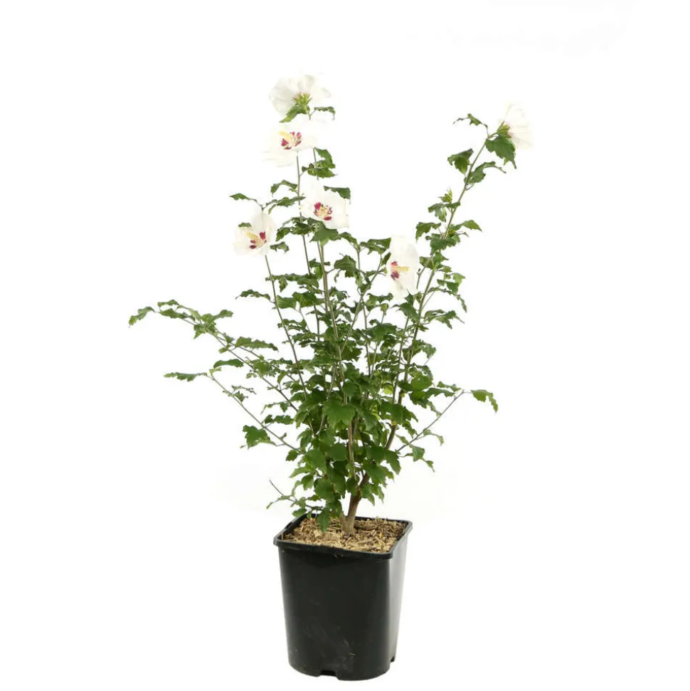 Hibiscus syriacus : ctr 4 litres