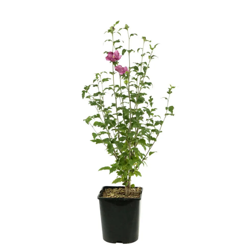 Hibiscus syriacus : ctr 4 litres