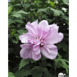 Hibiscus syriacus : ctr 4 litres