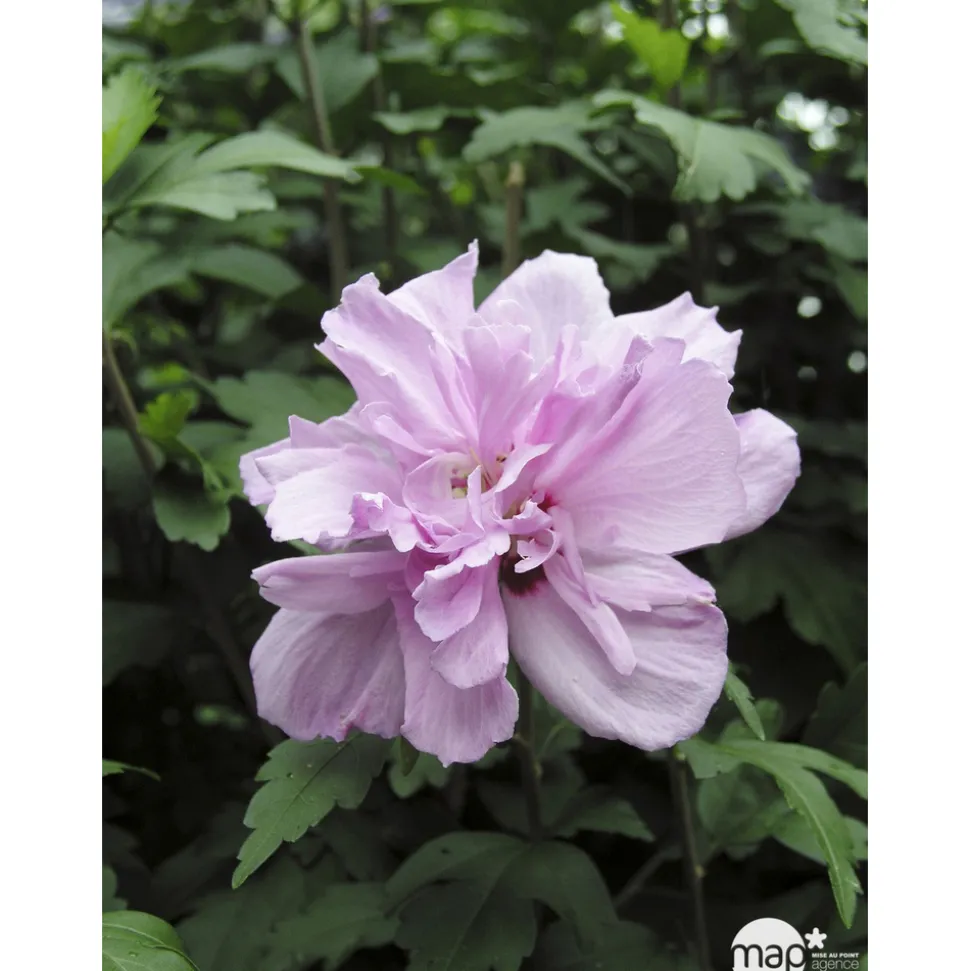 Hibiscus syriacus : ctr 4 litres