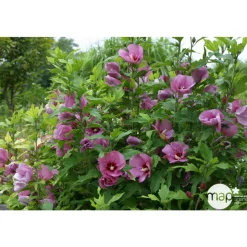 Hibiscus syriacus : ctr 15 litres