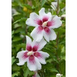 Hibiscus syriacus : ctr 15 litres