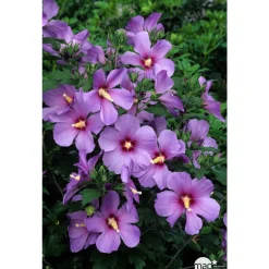 Hibiscus syriacus : ctr 15 litres