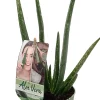 HORTI-FLANDRE - Aloe vera pot 12cm
