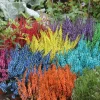 HORTI-FLANDRE - Bruyère calluna teinté verte pot 9cm
