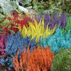 HORTI-FLANDRE - Bruyère calluna teinté violet pot 9 cm