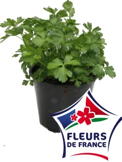 HORTI-FLANDRE - Coriandre pot 14 cm