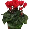 HORTI-FLANDRE - Cyclamen mini rouge pot 10,5 cm