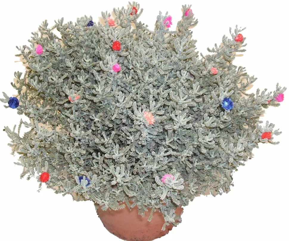 HORTI-FLANDRE - Santoline décorée p18cm