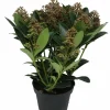 HORTI-FLANDRE - Skimmia pot 13 cm 5 - 8 fleurs p13cm