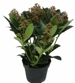 HORTI-FLANDRE - Skimmia pot 13 cm 5 - 8 fleurs p13cm