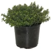 HORTI-FLANDRE - Thym citron pot 14 cm