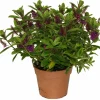 HORTI-FLANDRE - Veronique violette p18cm