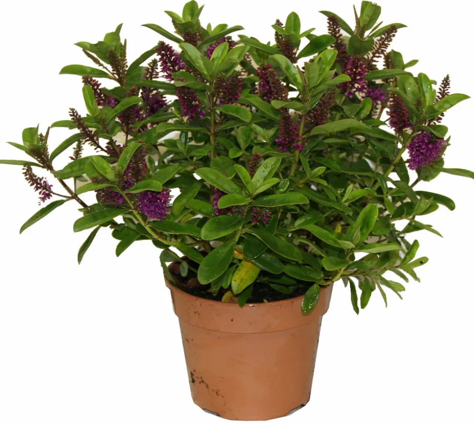 HORTI-FLANDRE - Veronique violette p18cm