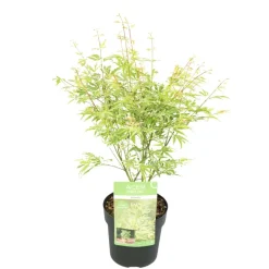 JARDINTROPIC - Acer palm. 'going green'® une variante:paume d'acer. 'passer au vert'® - ?20cm - ø13cm