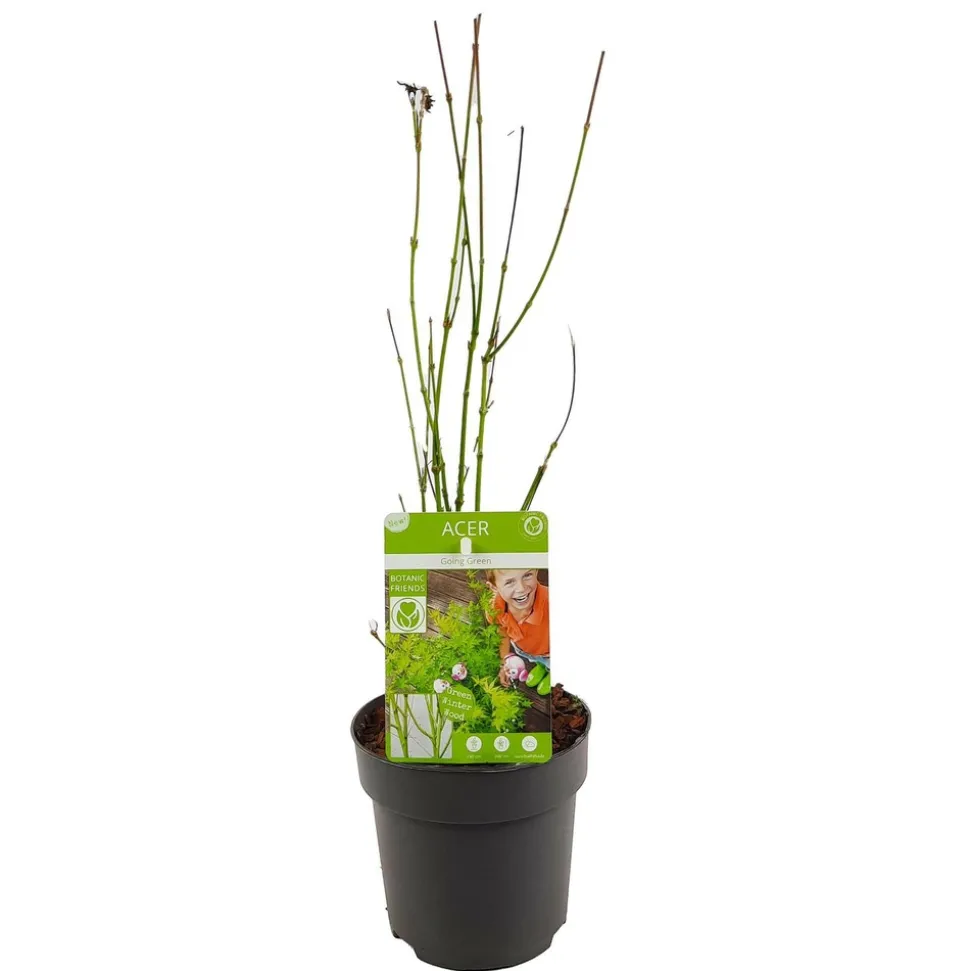 JARDINTROPIC - Acer palm. 'going green'® une variante:paume d'acer. 'pas vert'® - ?30cm - ø15cm