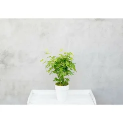 JARDINTROPIC - Acer palm. 'going green'® une variante:paume d'acer. 'pas vert'® - ?30cm - ø15cm