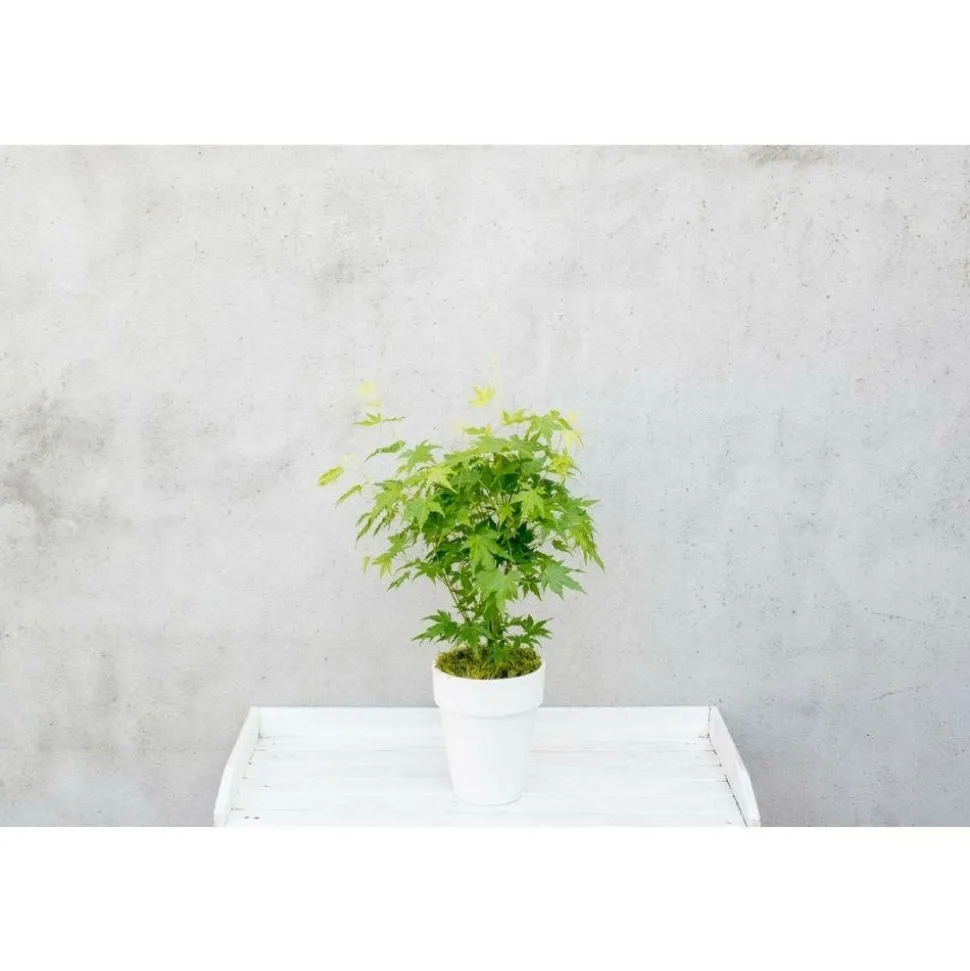 JARDINTROPIC - Acer palm. 'going green'® une variante:paume d'acer. 'pas vert'® - ?30cm - ø15cm