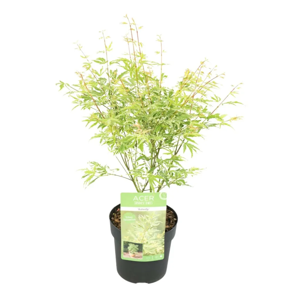 JARDINTROPIC - Acer palm. 'going green'® une variante:paume d'acer. 'pas vert'® - ?30cm - ø15cm