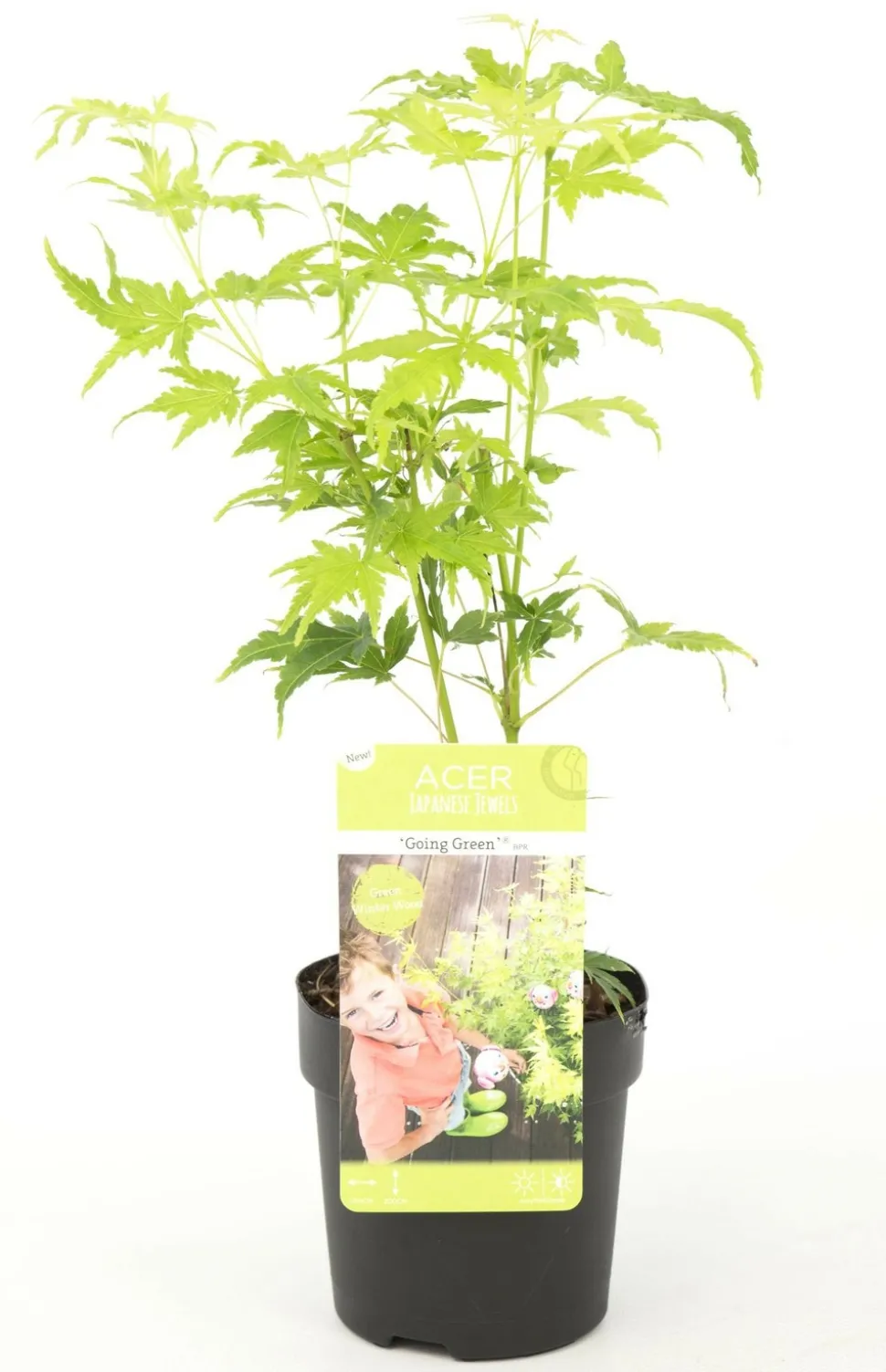 JARDINTROPIC - Acer palm. 'going green'® une variante:paume d'acer. 'pas vert'® - ?30cm - ø15cm