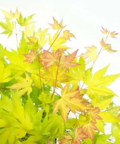 JARDINTROPIC - Acer palm. 'orange dream' une variante:paume d'acer. 'rêve orange' - ?20cm - ø10,5cm