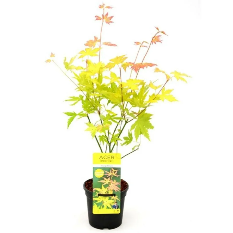 JARDINTROPIC - Acer palm. 'orange dream' une variante:paume d'acer. 'rêve orange' - ?20cm - ø10,5cm