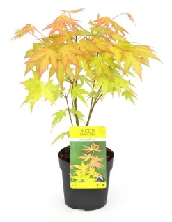 JARDINTROPIC - Acer palm. 'orange dream' une variante:paume d'acer. 'rêve orange' - ?20cm - ø10,5cm