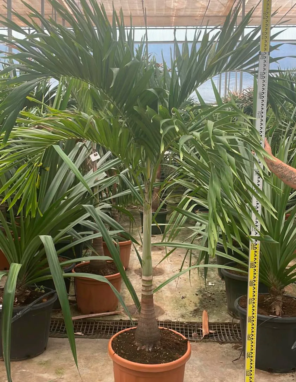 JARDINTROPIC - Adonidia merrillii (veitchia merrillii- palmier de manille) spécimen - pot de 45l tronc unique 225-250cm
