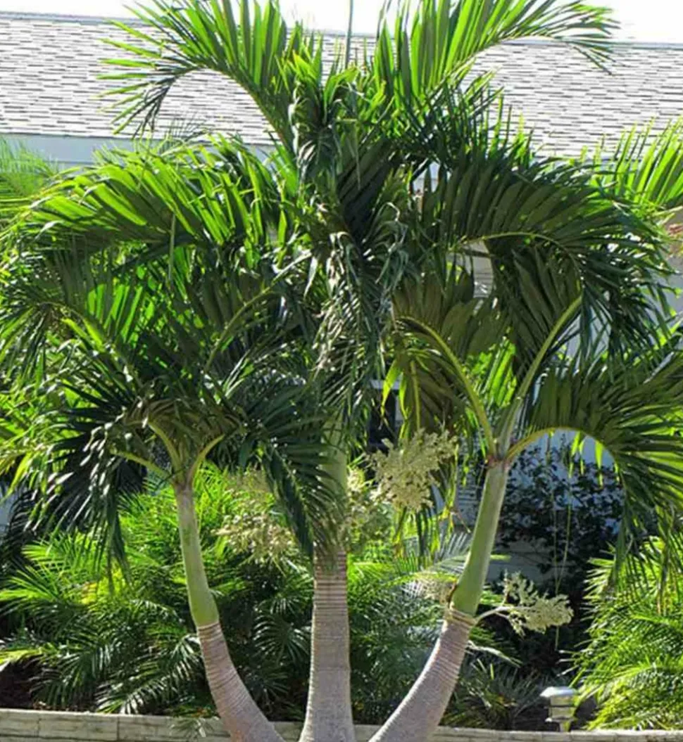 JARDINTROPIC - Adonidia merrillii (veitchia merrillii- palmier de manille) - 50l stipe 120/140cm total 200/250cm