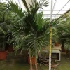 JARDINTROPIC - Adonidia merrillii (veitchia merrillii- palmier de manille) spécimen pot de 55l tronc unique 225-250cm