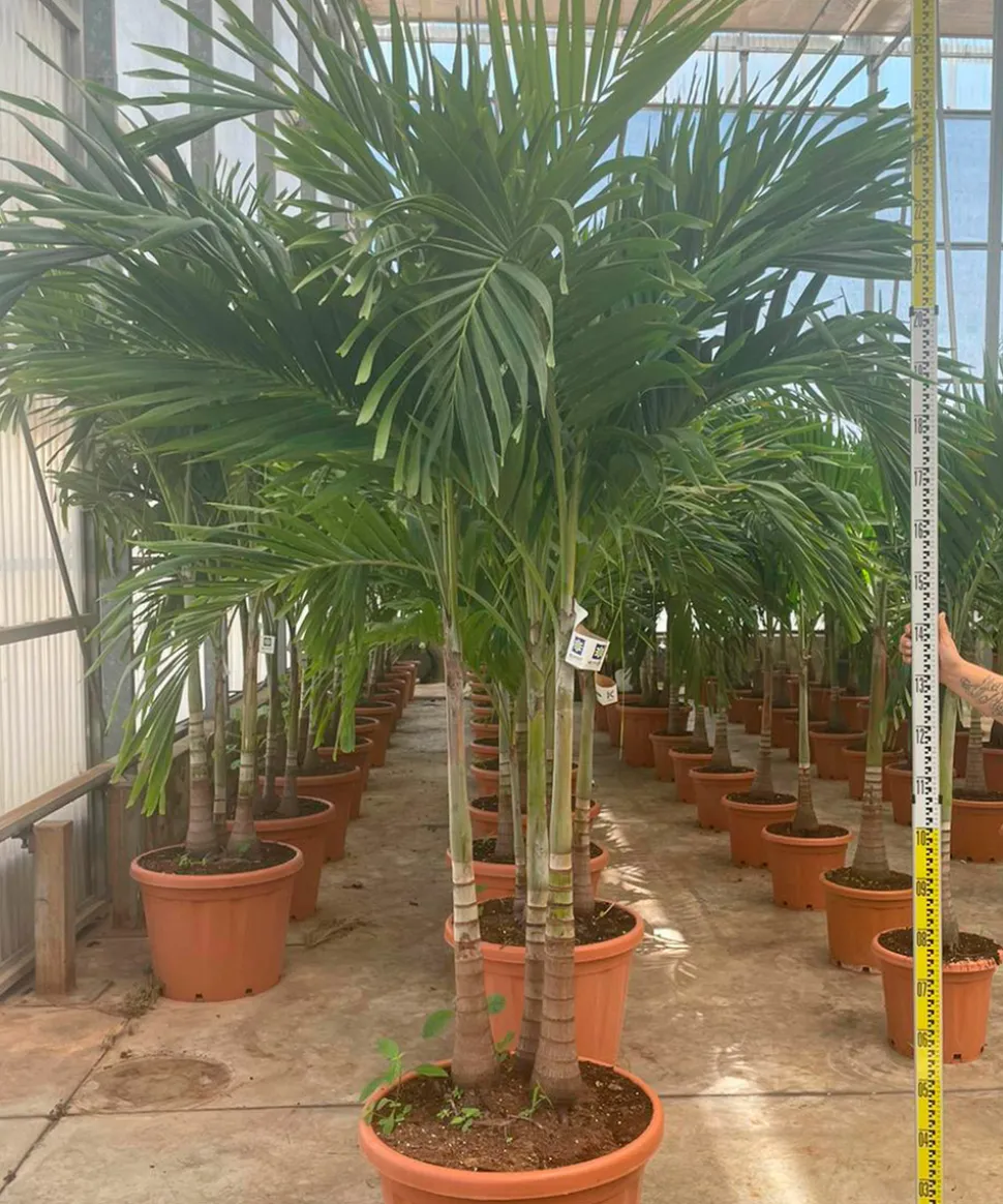 JARDINTROPIC - Adonidia merrillii (veitchia merrillii- palmier de manille) spécimen pot de 55l tronc unique 225-250cm