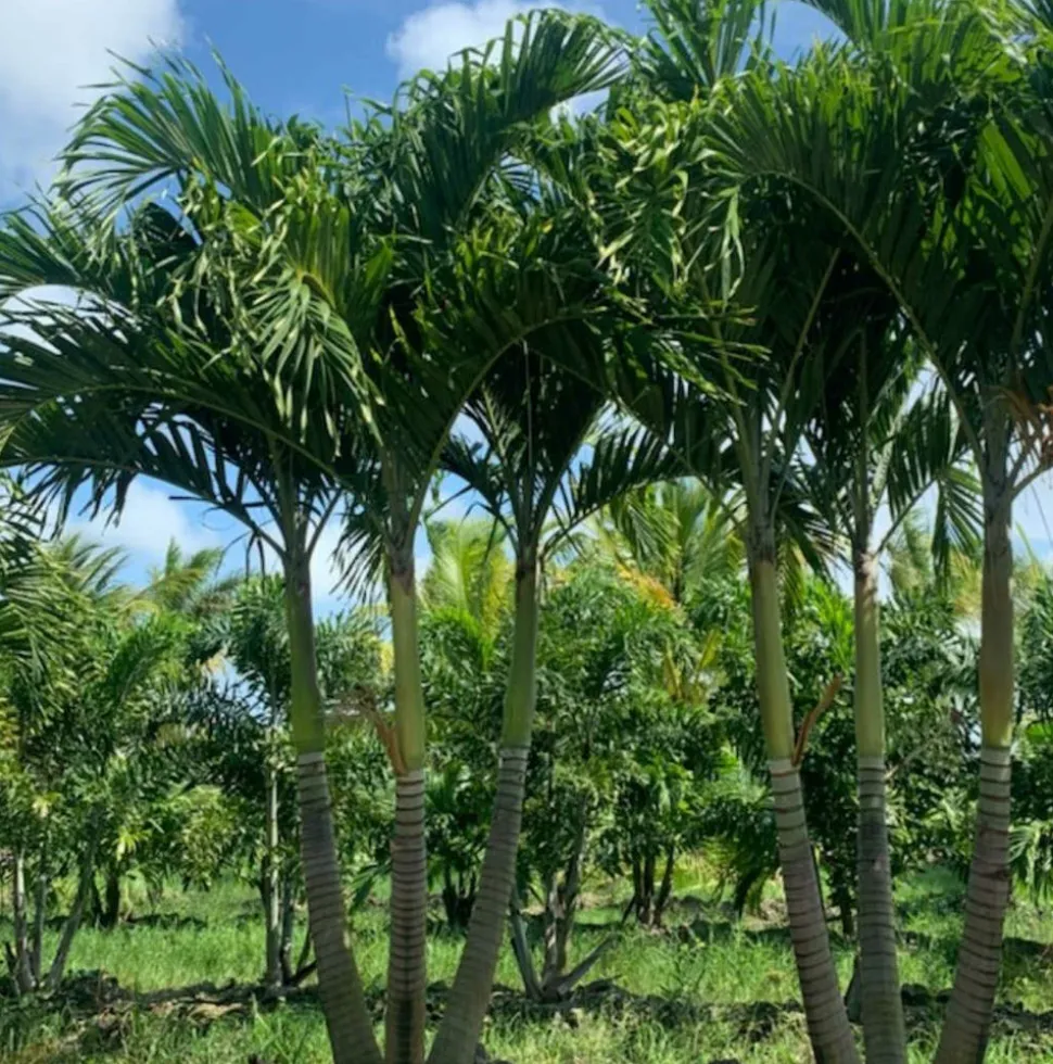 JARDINTROPIC - Adonidia merrillii (veitchia merrillii- palmier de manille) spécimen pot de 55l plusieurs troncs 225/250cm