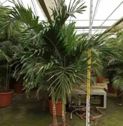 JARDINTROPIC - Adonidia merrillii (veitchia merrillii- palmier de manille) spécimen pot de 30l plusieurs troncs 200/250cm