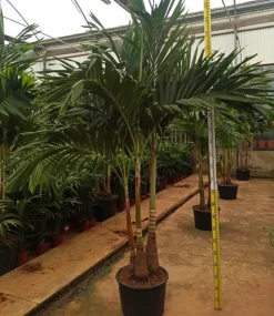 JARDINTROPIC - Adonidia merrillii (veitchia merrillii- palmier de manille) spécimen pot de 30l plusieurs troncs 200/250cm